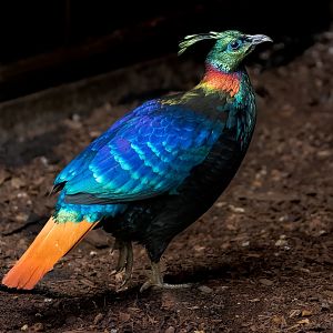 Himalayan Monal Pheasant / Hamerton / 11-11-21