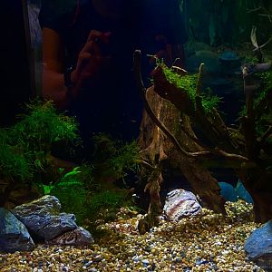 Bintan stream exhibit