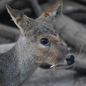 water deer (Hydropotes inermis)