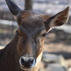 Thorold's deer (Cervus albirostris)