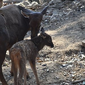 Thorold's deer (Cervus albirostris)