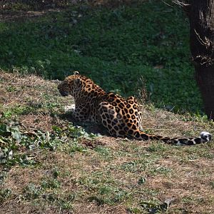 leopard (Panthera pardus)