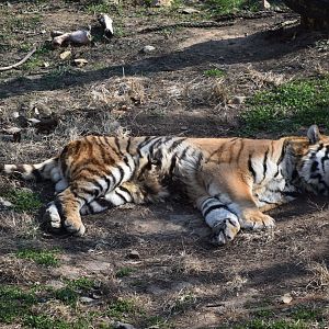 Siberian Tiger (Panthera tigris altaica)