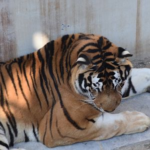 Siberian Tiger (Panthera tigris altaica)