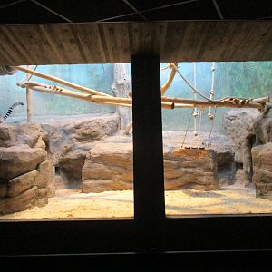 Ring-tailed lemur enclosure