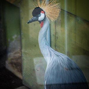Huckleberry the male Grey Crowned Crane