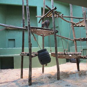 Mandrill indoor enclosure