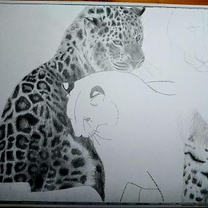 A2 Amur leopards drawing in progress