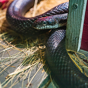 Black Rat Snake