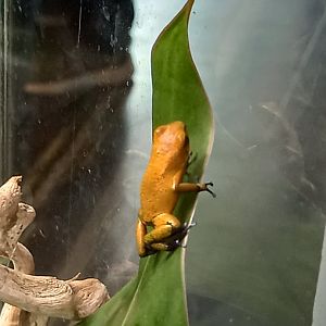 Frog for ID - Manchester Museum Vivarium