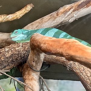 Lizard fir ID - Manchester Museum Vivarium