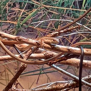 Lizard for ID - Manchester Museum Vivarium