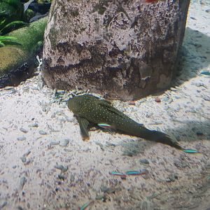 Catfish ID (Chester Zoo)