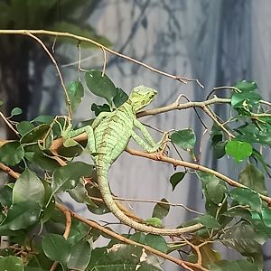Lizard for ID - Manchester Museum Vivarium