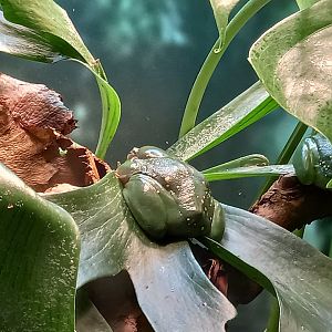 Tree frog for ID - Manchester Museum Vivarium