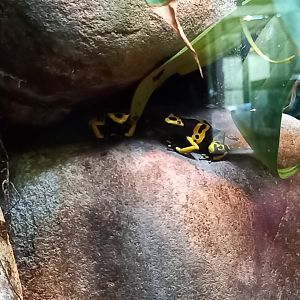 Poison dart frog for ID - Manchester Museum Vivarium