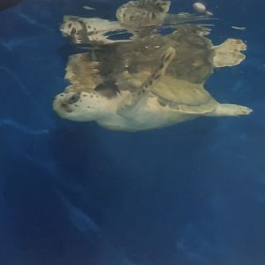 Young sea turtle 2015