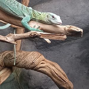 Lizard for ID - Manchester Museum Vivarium