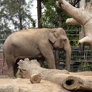 Asian elephant 'Num-oi?'