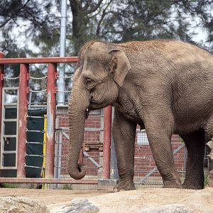 Asian elephant 'Kulab?'