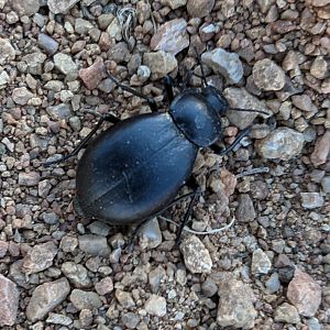 Beetle for ID