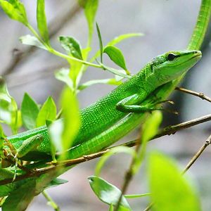 Sakishima Grass Lizard (Takydromus dorsalis)