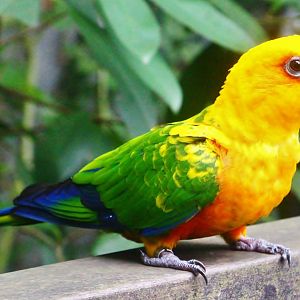 Jenday Conure (Aratinga jandaya)