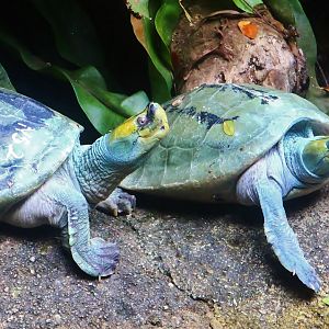 Burmese Roofed Turtle (Batagur trivittata)