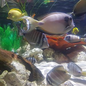 Fish ID's (Sharkbait Reef; Alton Towers)