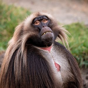 Gelada