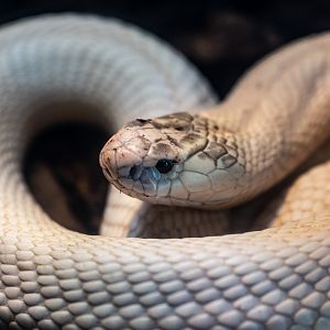 Albino Monocled Cobra