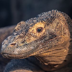 Satu the Komodo Dragon