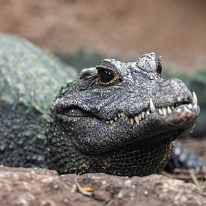 West African Dwarf Crocodile