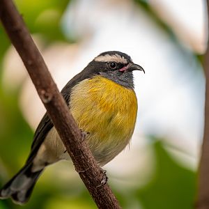 Bananaquit