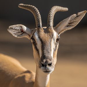 Soemmering’s Gazelle