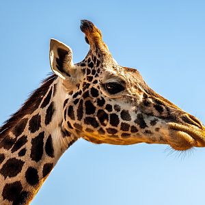 Masai Giraffe