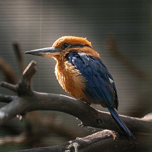 Guam Kingfisher