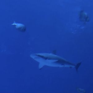 Shark ID