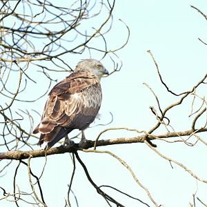 Short-toed snake eagle