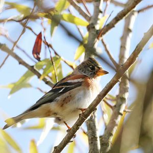 Brambling
