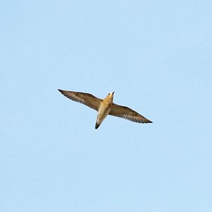 European golden plover