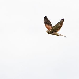 Eurasian kestrel