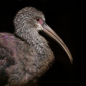 White-faced ibis