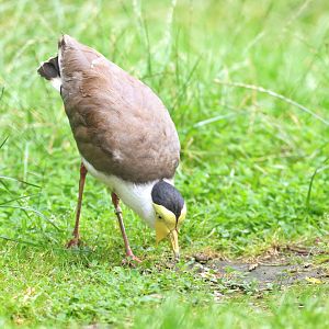 Masked lapwing
