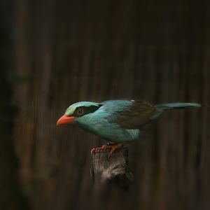 Common green magpie