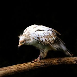 Egyptian vulture