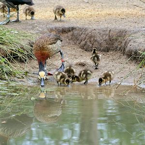 White-faced whisteling duck