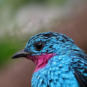 Spangled cotinga