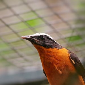 Snowy-crowned robin-chat