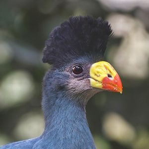 Great blue turaco